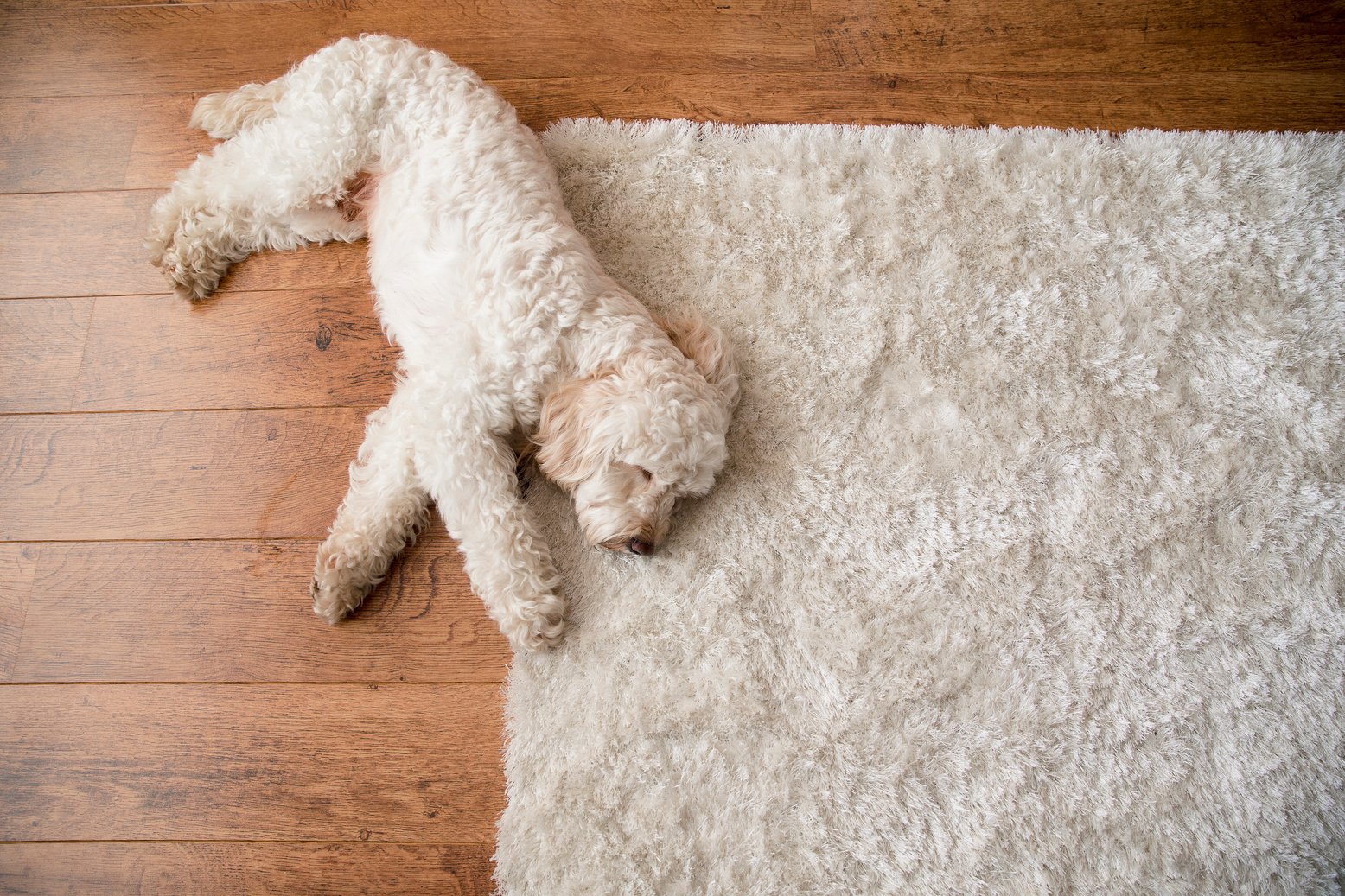 Relaxing on the Rug